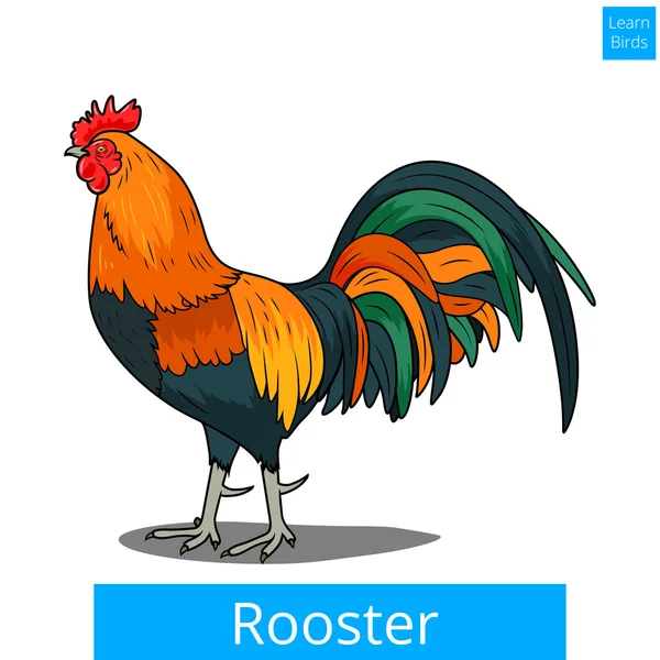 Rooster learn birds educational game vector — Stock Vector