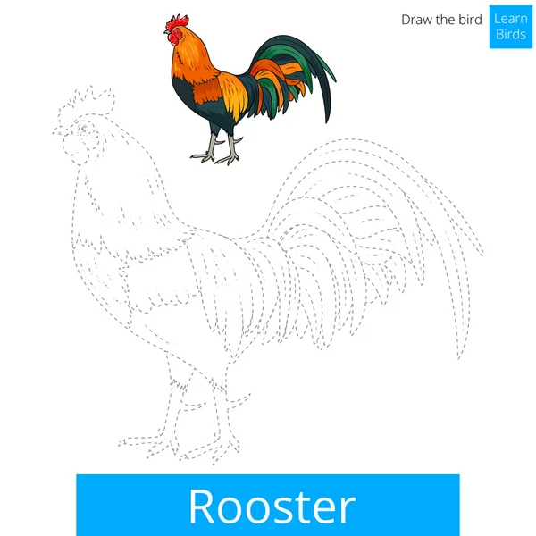 Rooster bird learn to draw vector — Stock Vector