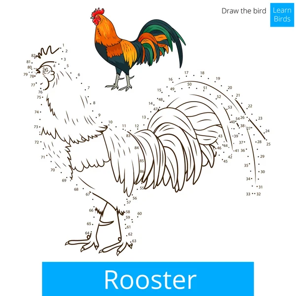 Rooster bird learn to draw vector — Stock Vector