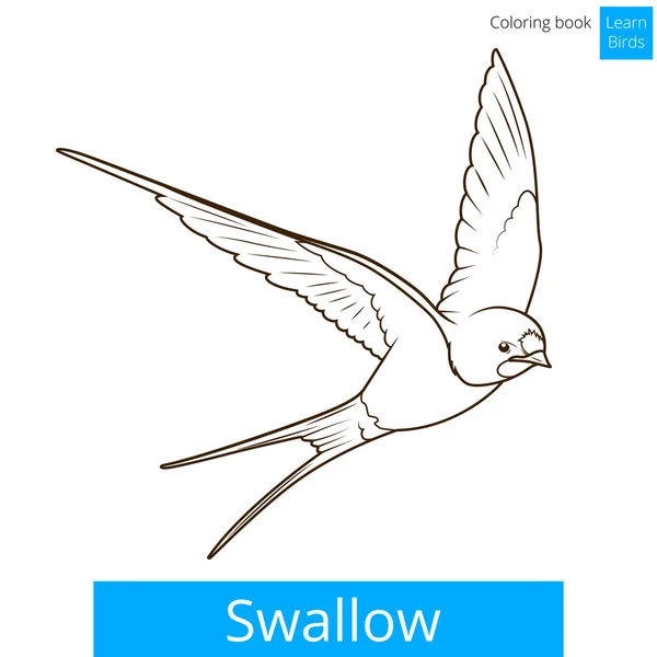 Swallow leren vogels educatieve spel vector — Stockvector