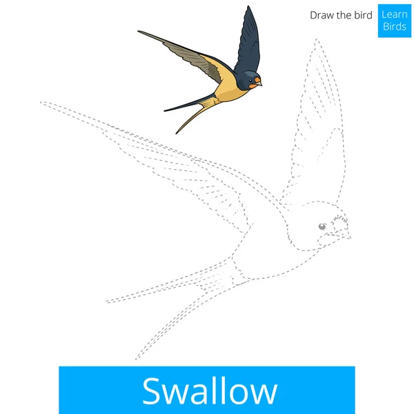 Avaler oiseau apprendre à dessiner le vecteur — Image vectorielle