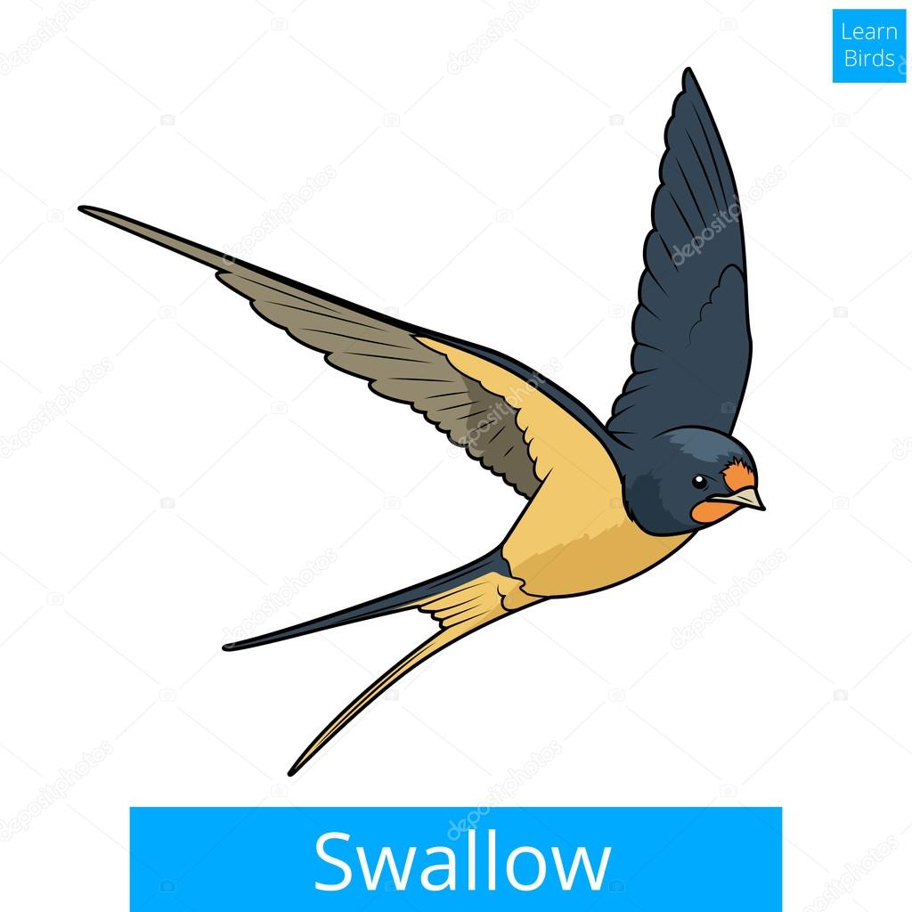 Swallow learn birds educational game vector