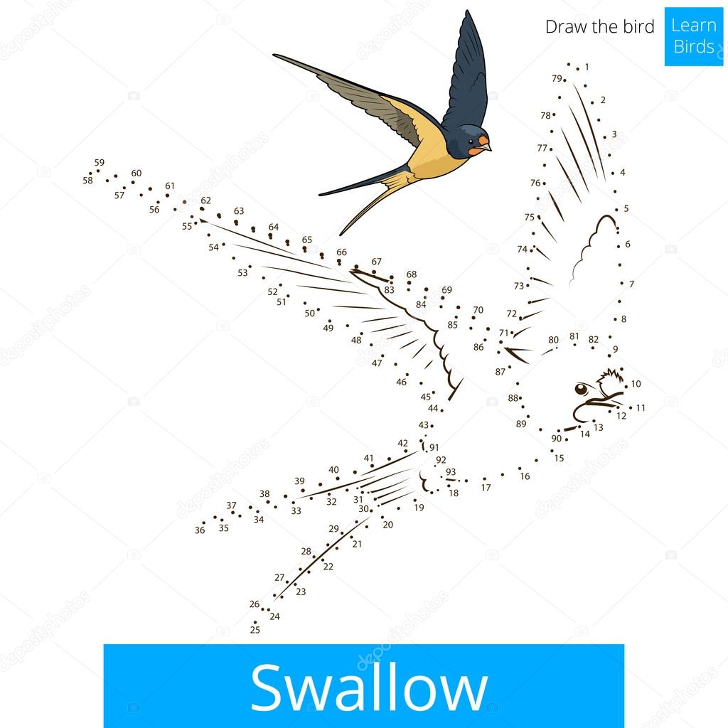 Rondine imparare uccelli gioco educativo imparare a disegnare illustrazione vettoriale — Vettoriali di AlexanderPokusay