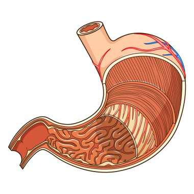 Structure of stomach medical educational vector clipart