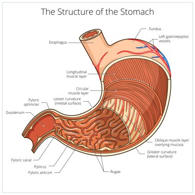 Mide tıbbi eğitim vektörünün yapısı
