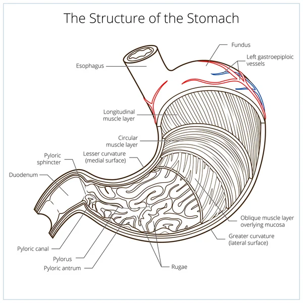 Estructura del estómago vector educativo médico — Archivo Imágenes Vectoriales