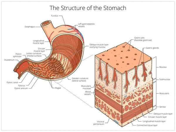 Structure du vecteur éducatif médical de l'estomac — Image vectorielle