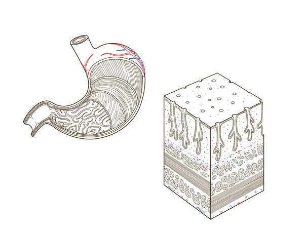 Structure du vecteur éducatif médical de l'estomac — Image vectorielle