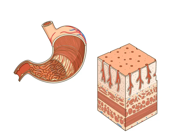 Estructura del estómago vector educativo médico — Vector de stock