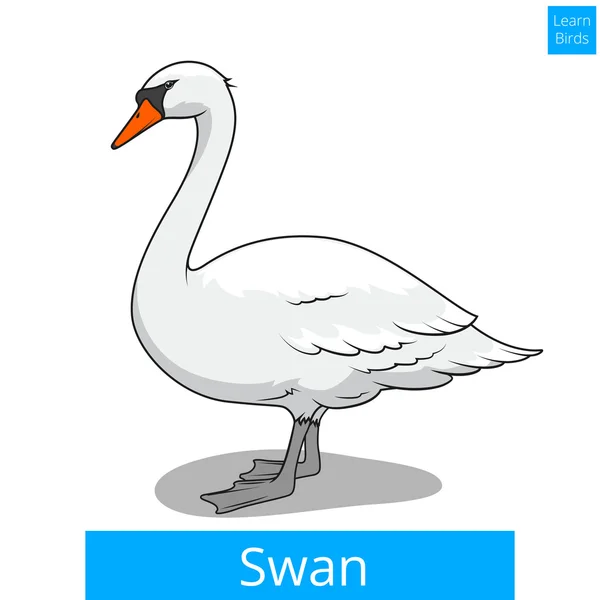 Swan leren vogels educatieve spel vector — Stockvector