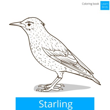 Starling öğrenmek kuşlar kitap vektör boyama