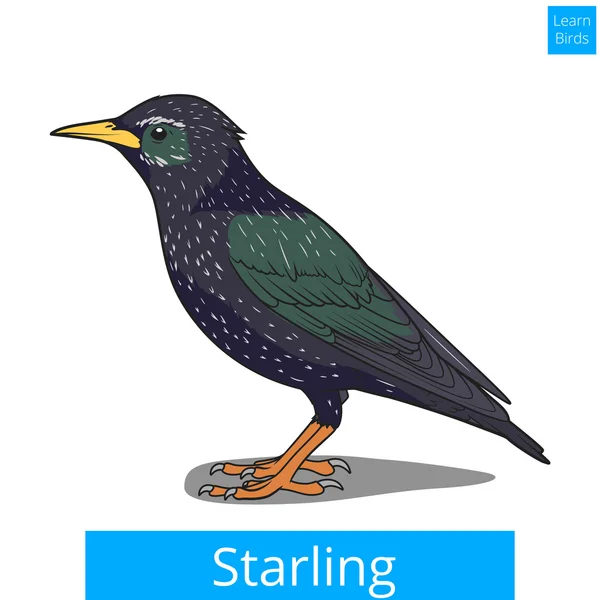 Starling apprendre les oiseaux vecteur de jeu éducatif — Image vectorielle