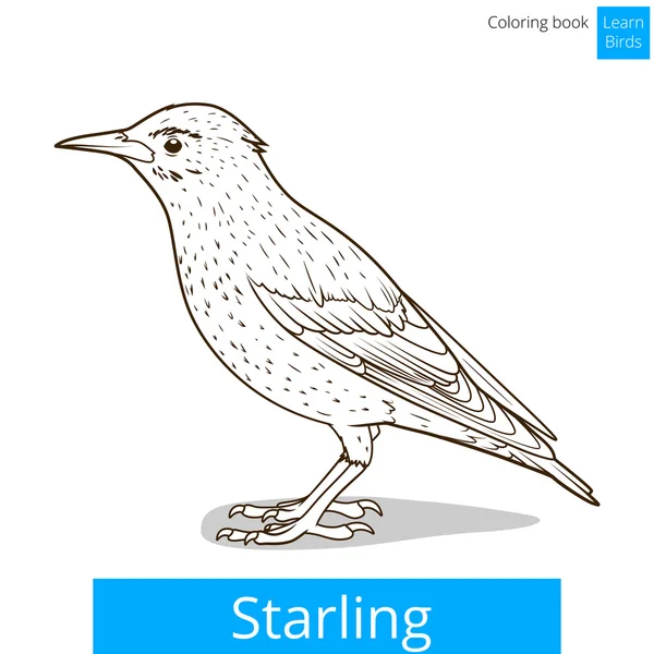 Starling apprendre oiseaux coloriage livre vecteur — Image vectorielle