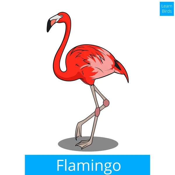 Flamingo apprendre les oiseaux vecteur de jeu éducatif — Image vectorielle