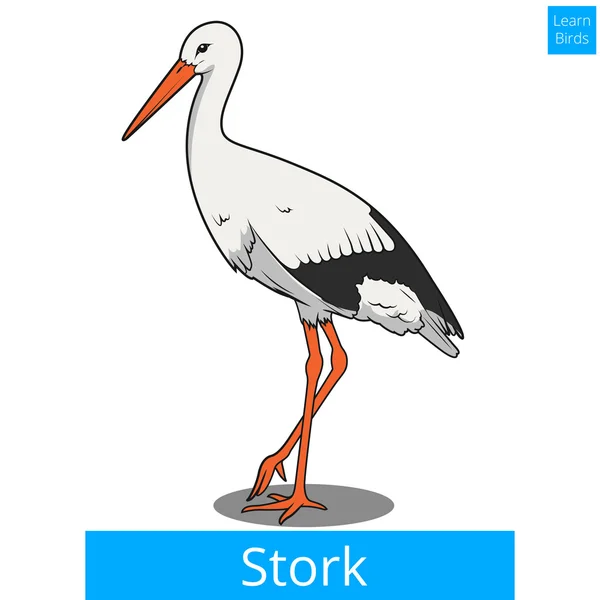 Stork learn birds educational game vector — Stock Vector