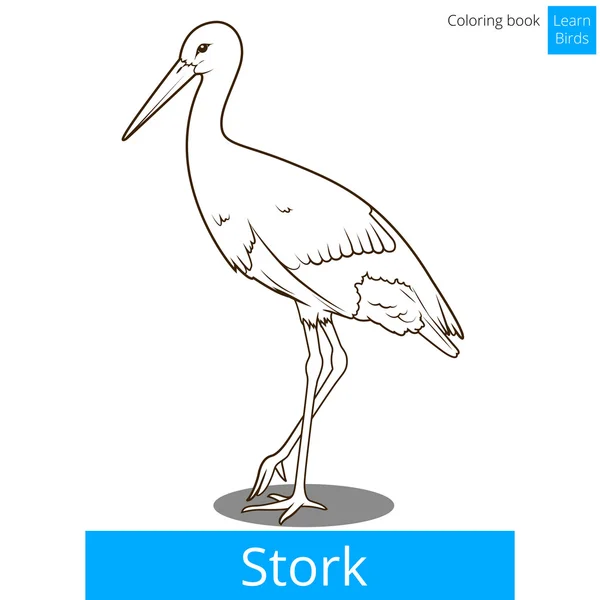 Storch lernt Vögel Malbuch Vektor — Stockvektor