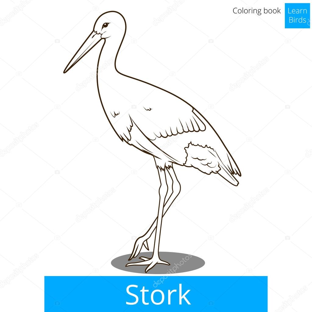 Stork learn birds coloring book vector