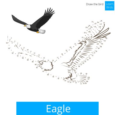 Kartal kuş öğrenmek vektör çizmek için