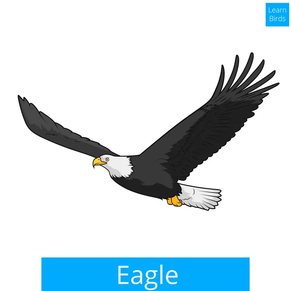 Eagle leren vogels educatieve spel vector — Stockvector