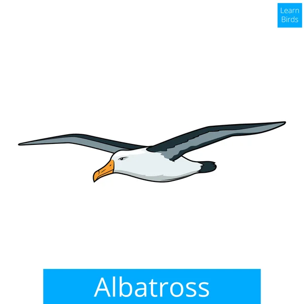 Albatross imparare uccelli vettore gioco educativo — Vettoriale Stock