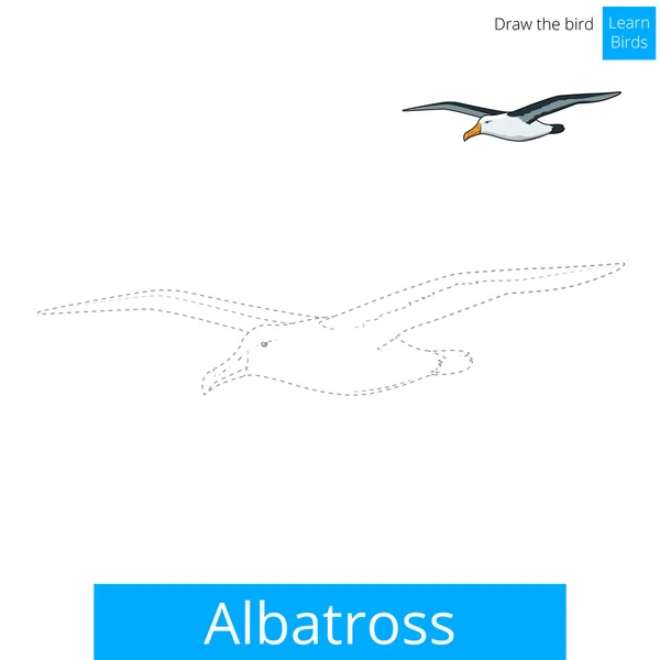 Albatrosse lernen Vögel Malbuch Vektor — Stockvektor