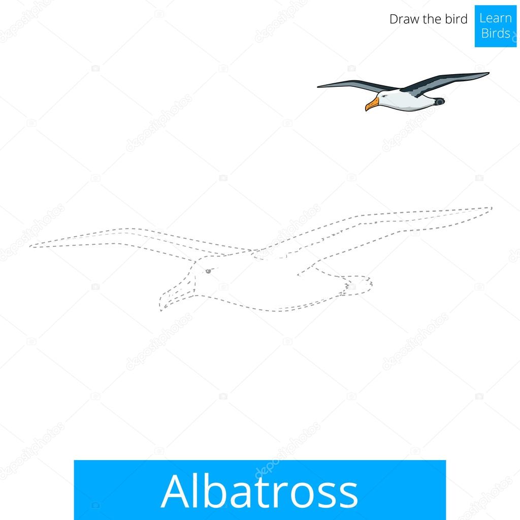 Albatros Apprennent Oiseaux Vecteur De Livre à Colorier