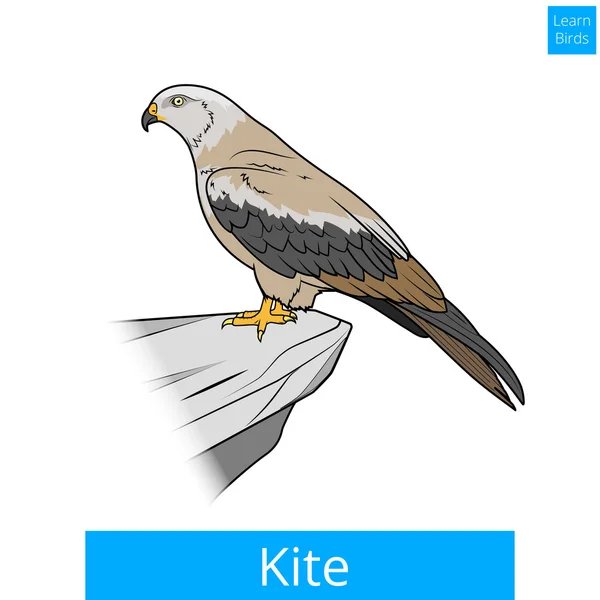 Kite vogel leren vogels educatieve spel vector — Stockvector