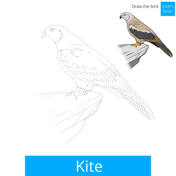 Cometa pájaro aprender aves para colorear libro vector — Archivo Imágenes Vectoriales