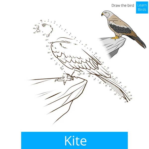 Kite vogel Vogels boek vector kleuren leren — Stockvector