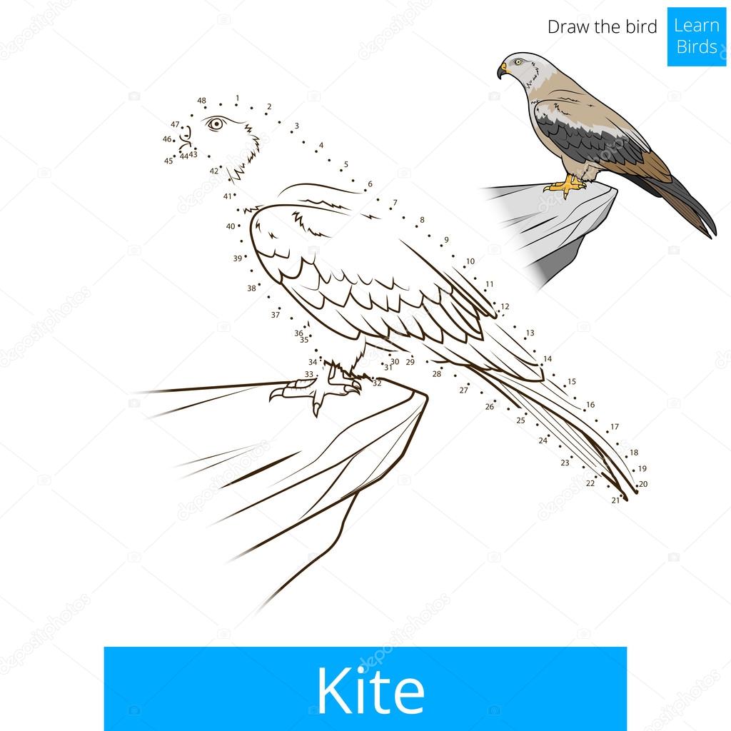 kite bird learn birds coloring book vector stock image by c alexanderpokusay 91658714 coloriage champignon