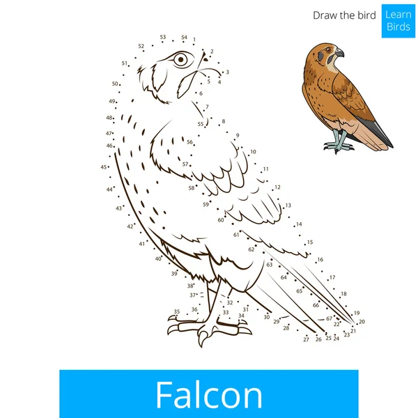 Falcon oiseau apprendre oiseaux coloriage livre vecteur — Image vectorielle