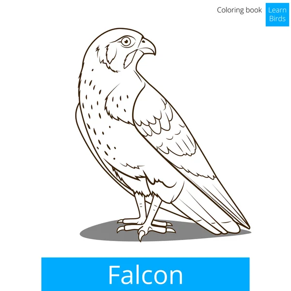 Pájaro halcón aprender aves para colorear libro vector — Vector de stock
