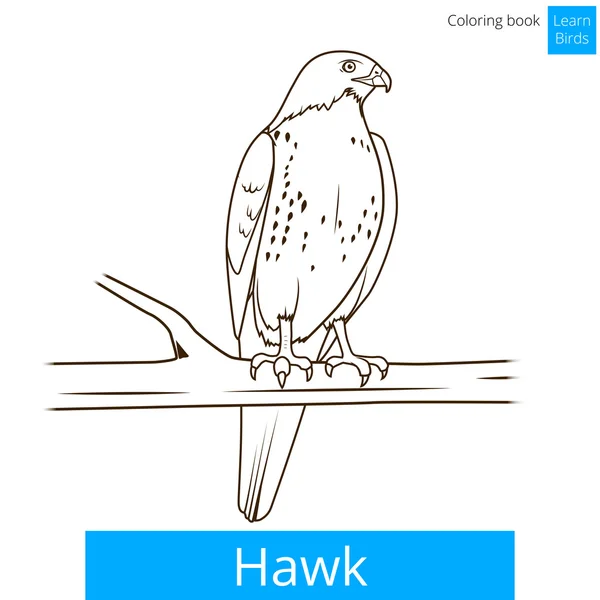 Hawk vogel Vogels boek vector kleuren leren — Stockvector