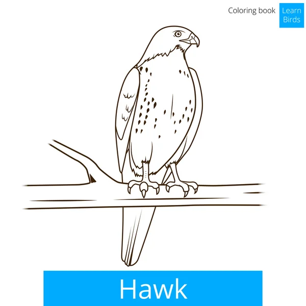 Hawk pájaro aprender aves para colorear libro vector — Vector de stock