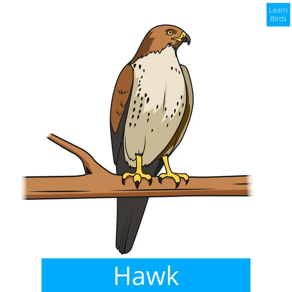 Hawk vogel leren vogels educatieve spel vector — Stockvector