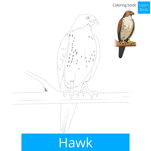 Hawk pájaro aprender aves para colorear libro vector — Vector de stock