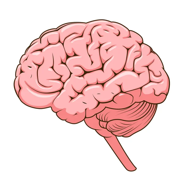 Structure du vecteur schématique du cerveau humain — Image vectorielle
