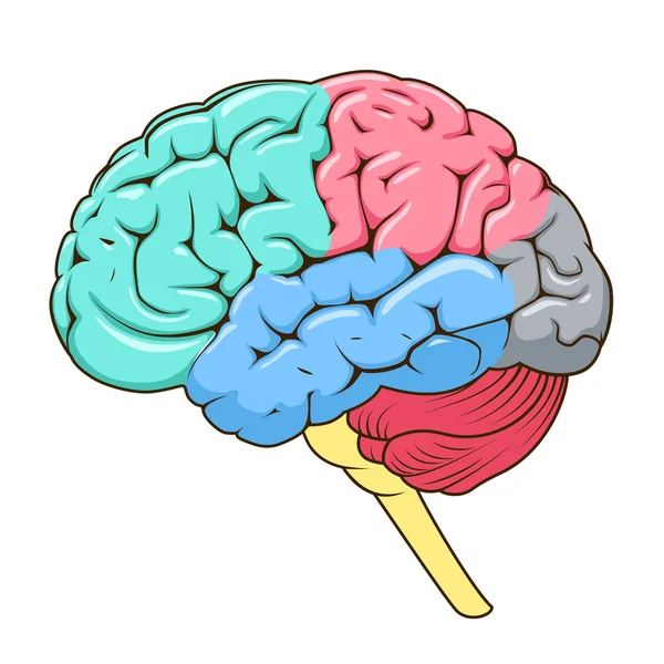 Structuur van menselijke hersenen schematische vector — Stockvector