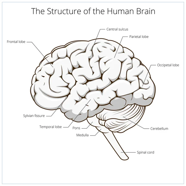 Struktur des menschlichen Gehirns schematischer Vektor — Stockvektor