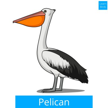 Pelikan kuş kuşlar Eğitim oyun vektör öğrenin