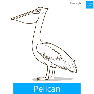 Pelikan kuşu öğrenmek kuşlar kitap vektör boyama