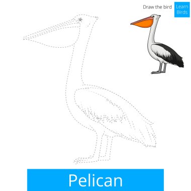 Pelikan kuşu öğrenmek kuşlar kitap vektör boyama
