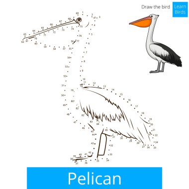 Pelikan kuşu öğrenmek kuşlar kitap vektör boyama