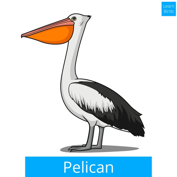 Pájaro pelícano aprender aves juego educativo vector — Vector de stock