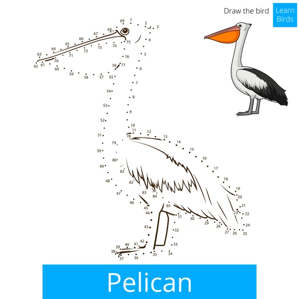 Pélican oiseau apprendre oiseaux coloriage livre vecteur — Image vectorielle