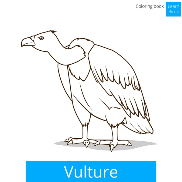 Buitre aves aprender aves para colorear libro vector — Vector de stock