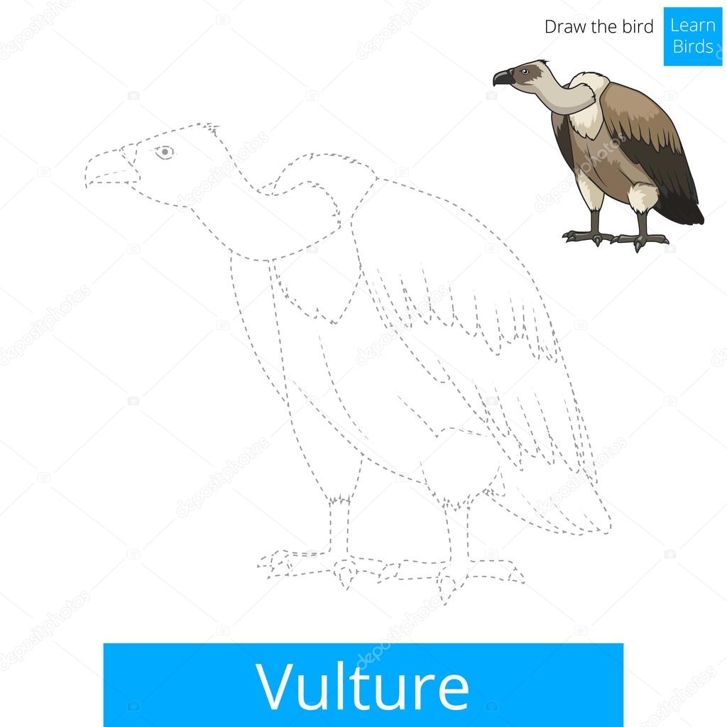 Avvoltoio imparare uccelli gioco educativo imparare a disegnare illustrazione vettoriale — Vettoriali di AlexanderPokusay Trova immagini simili