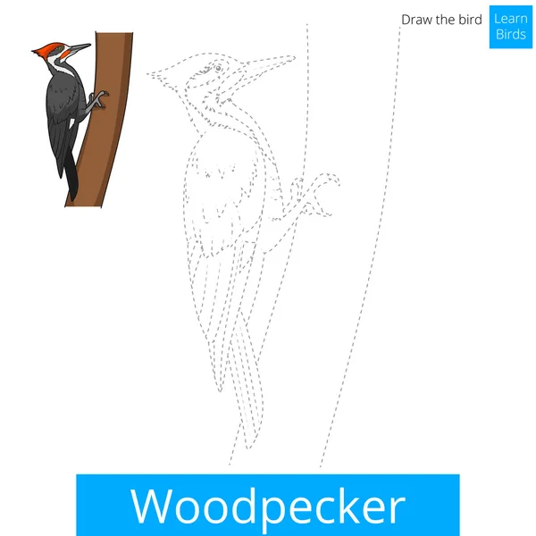 Ptak Dzięcioł nauczyć się rysować wektor — Wektor stockowy