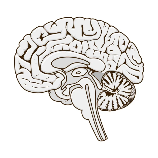 Structuur van menselijke hersenen sectie schematische vector — Stockvector