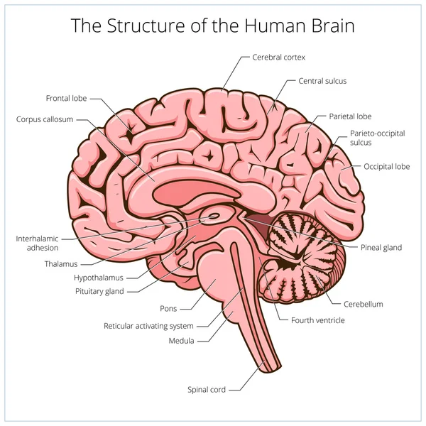 Structure du vecteur schématique de la section cérébrale humaine — Image vectorielle